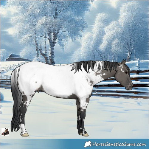 Horse Color:White Spotted Grullo Appaloosa Rabicano 