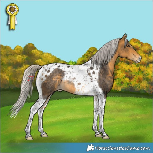 Horse Color:Silver Buckskin Tobiano Rabicano 