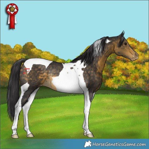 Horse Color:Buckskin Tobiano Appaloosa Rabicano 