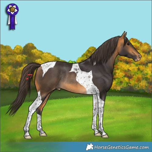 Horse Color:Buckskin Tobiano Appaloosa Rabicano 