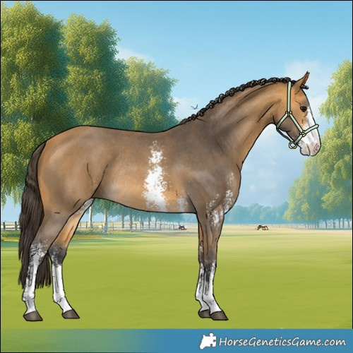 Horse Color:Buckskin Sabino Rabicano 