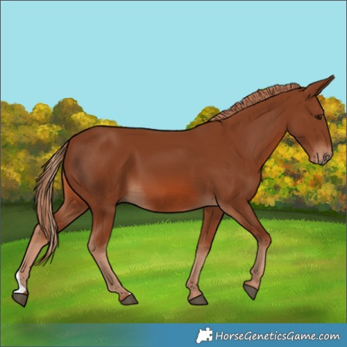 Horse Color:Chestnut 