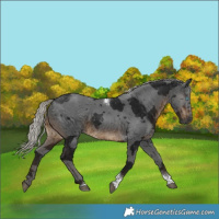 Horse Color:Gray Silver Brown Merle Tobiano