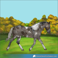 Horse Color:Gray White Spotted Silver Brown Dun Merle Tobiano Brindle 