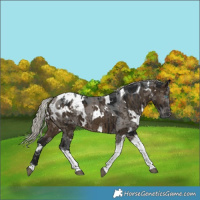 Horse Color:Gray White Spotted Silver Brown Dun Merle Tobiano Blanket Brindle