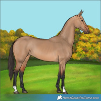 Horse Color:Bay Dun