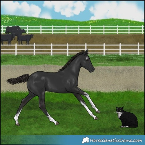 Horse Color:Gray White Spotted Liver Chestnut 