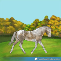 Horse Color:Powder White Silver Buckskin Dun Merle Splash Tobiano Brindle 