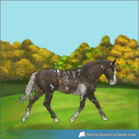 Horse Color:Powder White White Spotted Silver Buckskin Splash