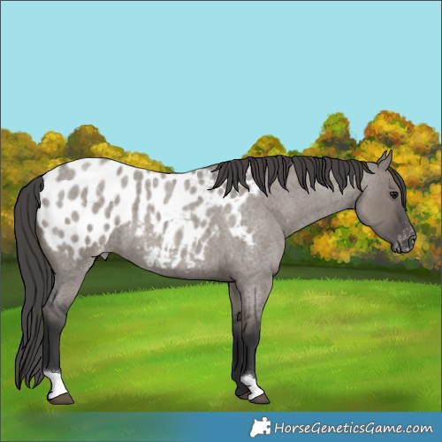 Horse Color:Grullo Roan Blanket