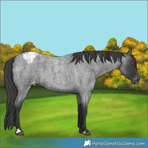 Horse Color:Blue Roan Varnish