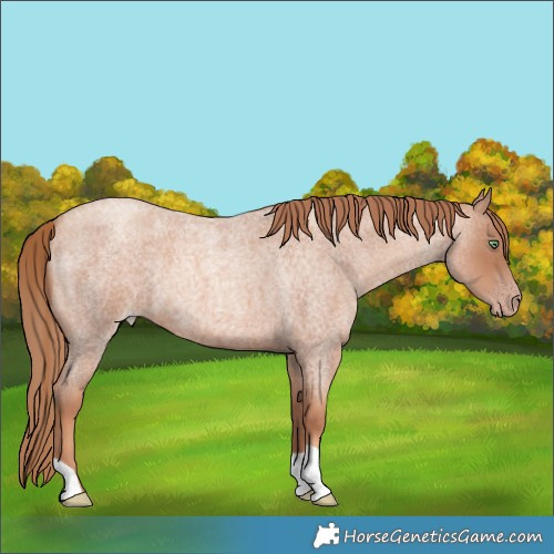 Horse Color:Gold Champagne Roan 