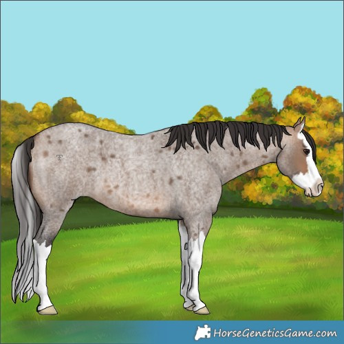 Horse Color:Bay Roan Dun Splash 