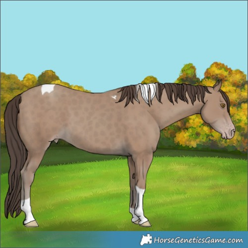 Horse Color:Classic Champagne Tobiano 