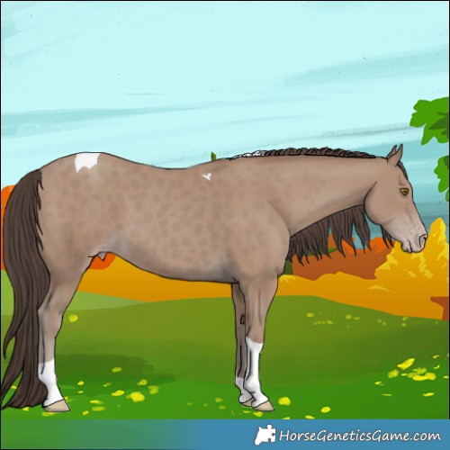 Horse Color:Classic Champagne Tobiano
