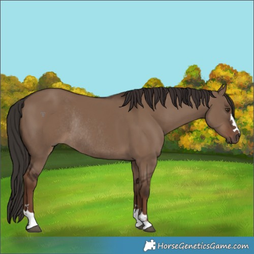 Horse Color:Liver Red Dun Rabicano 