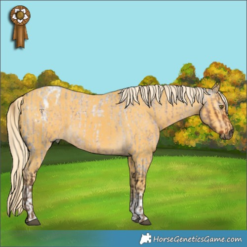 Horse Color:Gray Chocolate Palomino Roan  and White Spotted Palomino Appaloosa 