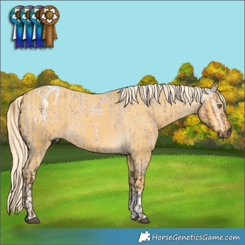 Horse Color:Gray Chocolate Palomino Roan  and White Spotted Palomino Appaloosa 