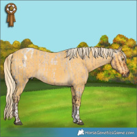 Horse Color:Gray Chocolate Palomino Roan  and White Spotted Palomino Appaloosa 