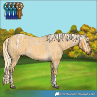Horse Color:Gray Chocolate Palomino Roan and White Spotted Palomino Appaloosa