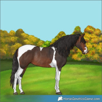 Horse Color:Brown Tobiano Rabicano 