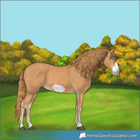 Horse Color:Chestnut Frame