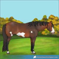Horse Color:Bay Frame 