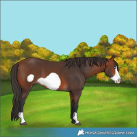 Horse Color:Bay Frame