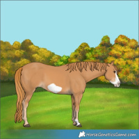 Horse Color:Chestnut Frame