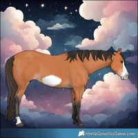 Horse Color:Bay Frame 