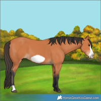 Horse Color:Bay Frame