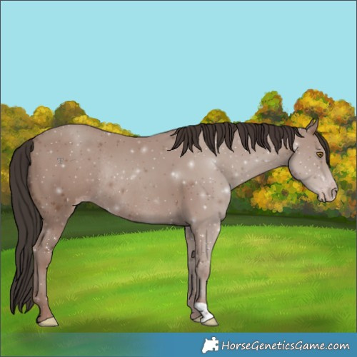 Horse Color:Classic Champagne Rabicano 