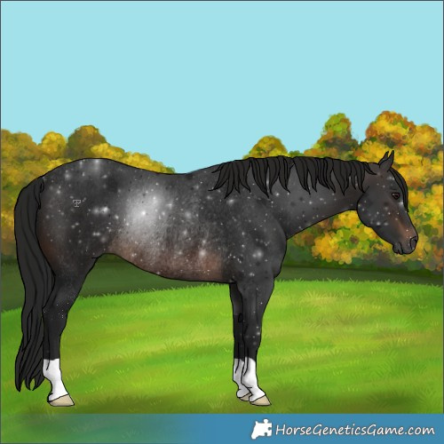 Horse Color:Gray Brown Rabicano 