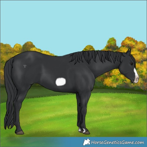 Horse Color:Black Frame 
