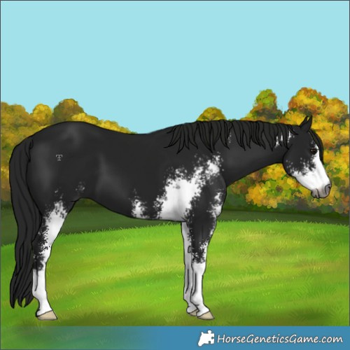 Horse Color:Gray Black Sabino 