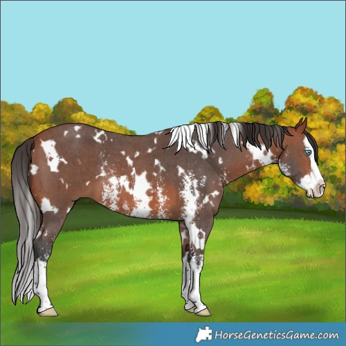 Horse Color:White Spotted Bay Sabino Splash