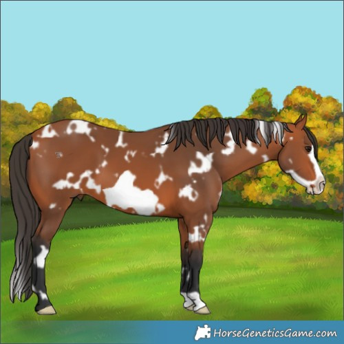 Horse Color:White Spotted Bay Frame 