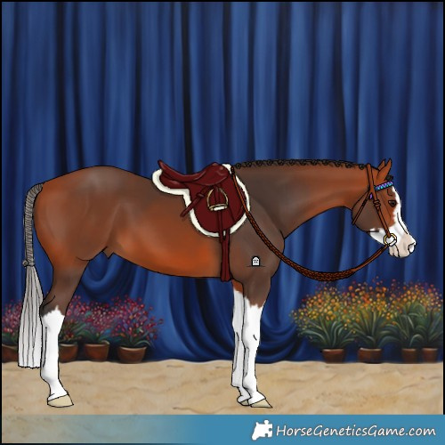 Horse Color:Bay Splash 