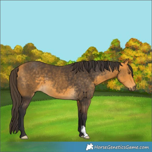 Horse Color:Buckskin 