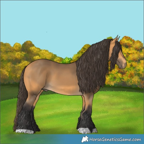Horse Color:Buckskin 