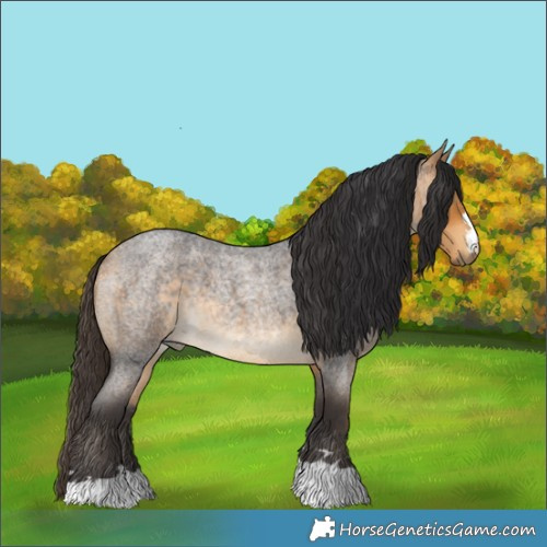 Horse Color:Buckskin Roan 