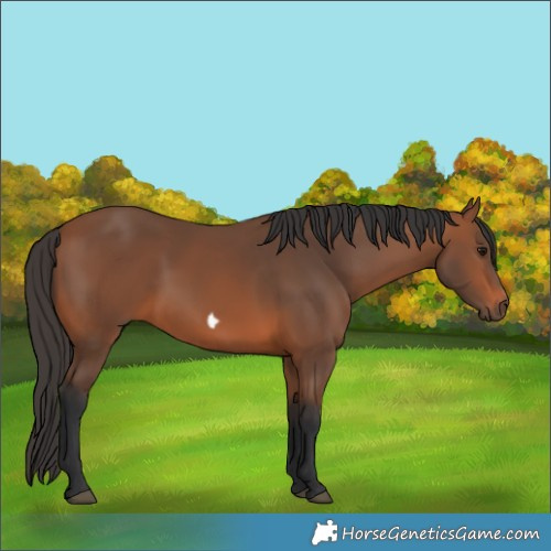 Horse Color:Bay Frame 