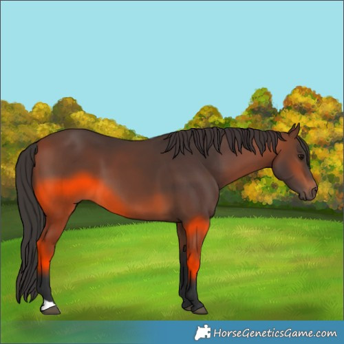 Horse Color:Brown 