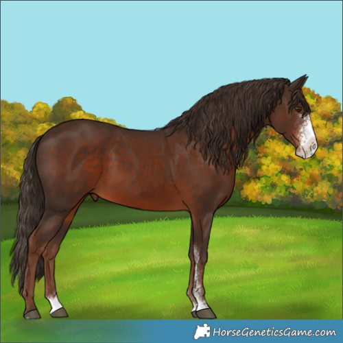 Horse Color:Liver Chestnut Sabino 