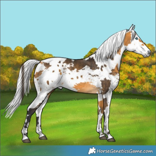 Horse Color:Buckskin Harlequin Merle