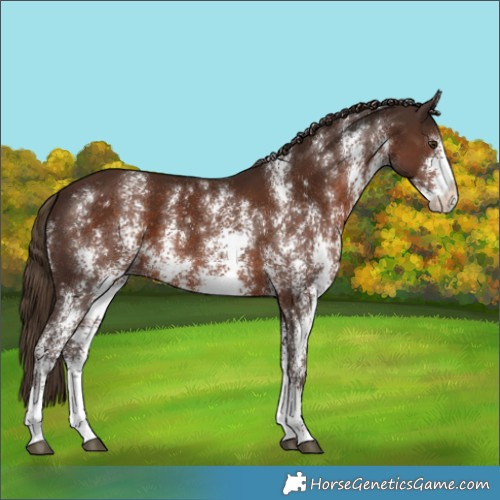 Horse Color:Liver Chestnut Sabino