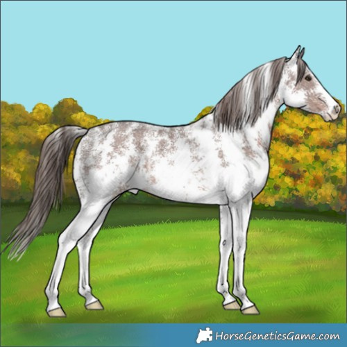 Horse Color:Liver Chestnut Ice Sabino