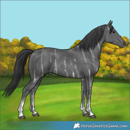 Horse Color:Black Ice Sabino
