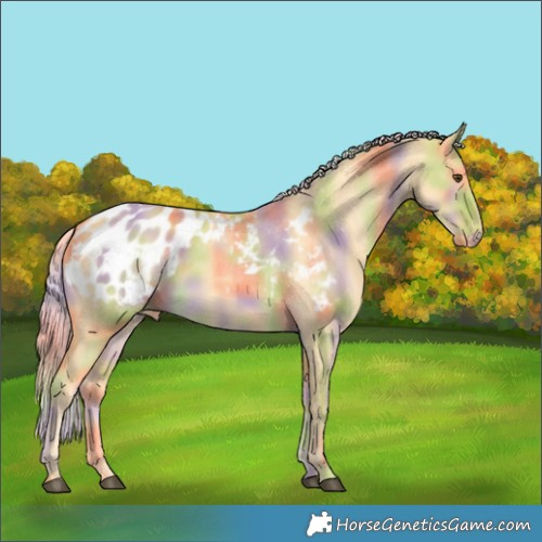 Horse Color:Nacre Palomino Dun Appaloosa 