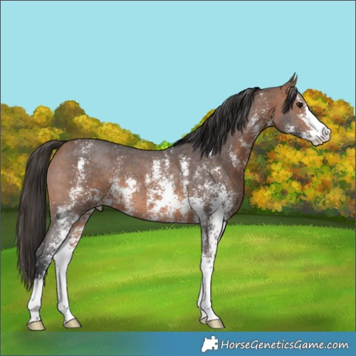 Horse Color:Bay Sabino